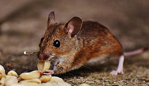 24 Hour & Emergency Exterminators in E Fallowfield, PA